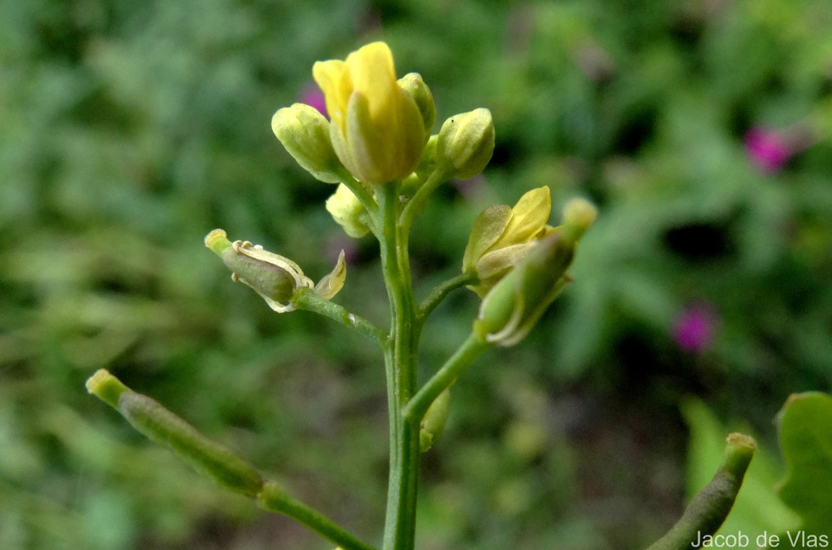 Rorippa indica (L.) Hiern